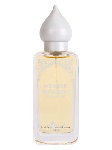 Jasmine Blossom