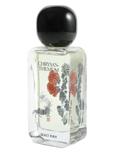 Chrysanthemum 采菊东篱 - گل داودی 采菊东篱