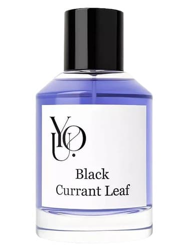 Black Currant Leaf