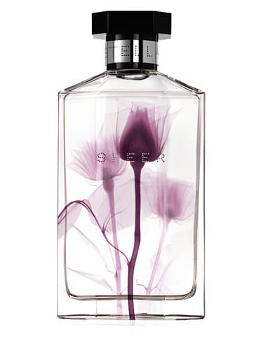 Sheer Stella 2011