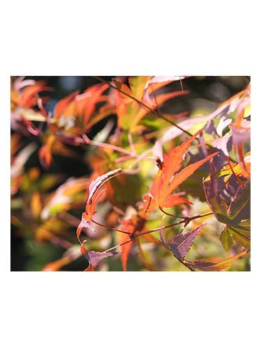 Autumn - آتوم