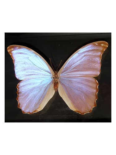 Butterfly - پروانه