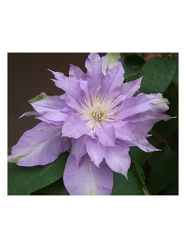 Fleur De Lilac - فلور دی لیلاک