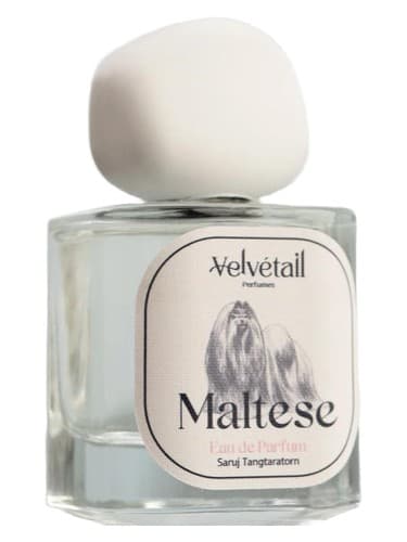 Maltese - مالتی