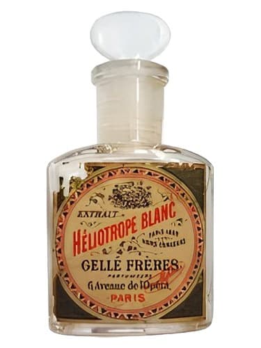 Héliotrope Blanc