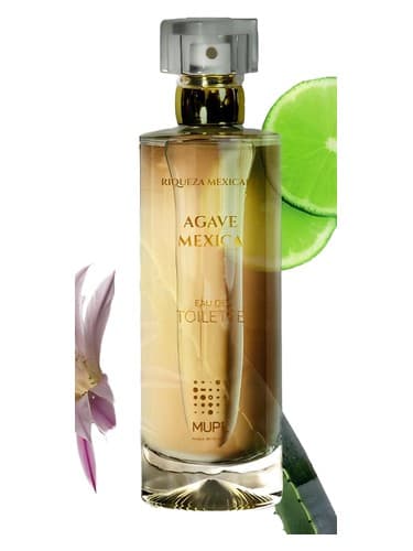 Agave Mexica - آگاو مکزیکا