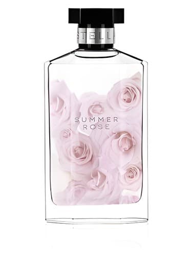 Stella Summer Rose - استلا رز تابستانی