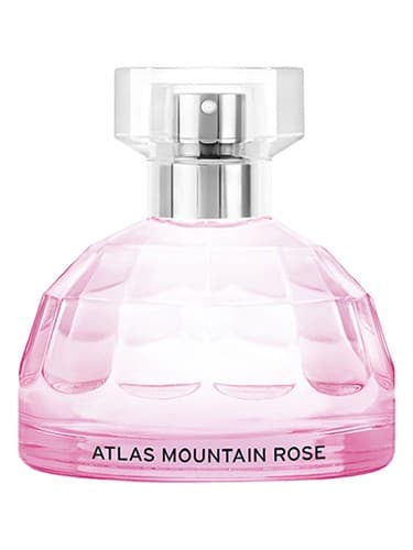 Atlas Mountain Rose - رز مانتین اطلس