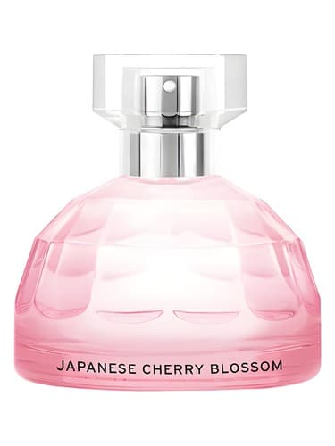 Japanese Cherry Blossom - شکوفه چری ژاپنی