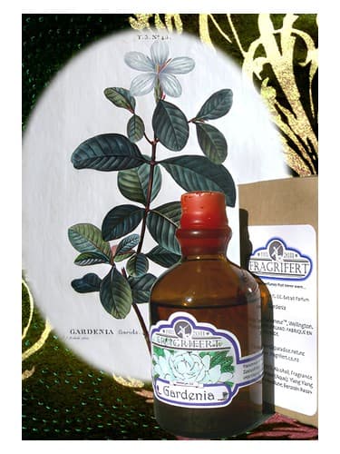 Gardenia - گاردنیا