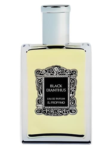 Black Dianthus - دیانتوس بلک
