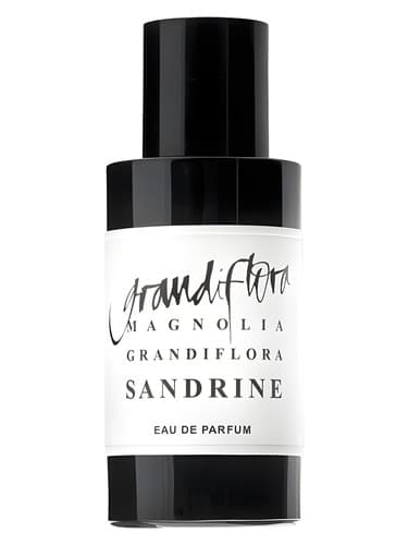 Magnolia Grandiflora Sandrine - ماگنولیا گراندی فلورا ساندرین