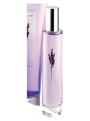 Lavender - اسطوخودوس