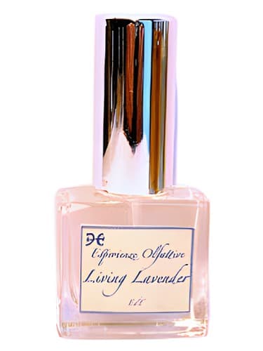 Living Lavender - اسطوخودوس زنده