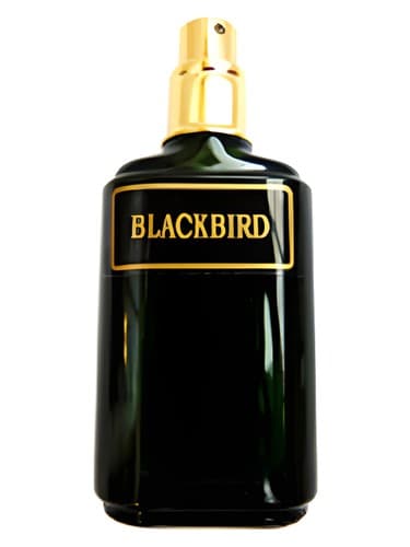 Blackbird - مرغ بلک