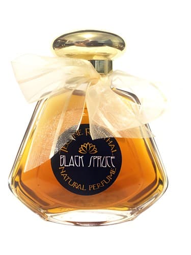 Black Spruce - صنوبر بلک