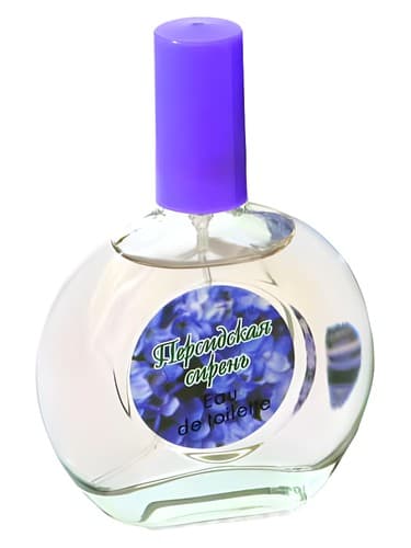 Persian Lilac Персидская Сирень - یاس وایولت ایرانی Персидская Сирень