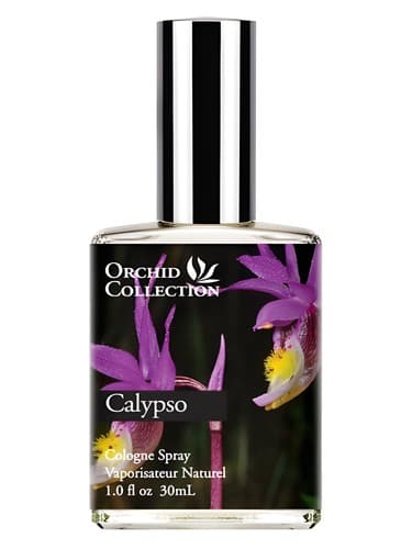 Calypso Orchid