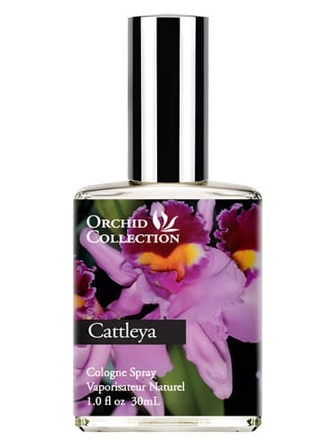 Cattleya Orchid