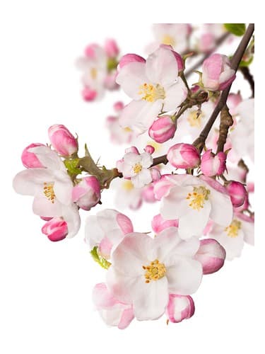 Japanese Garden CVS Essence of Beauty - باغ ژاپنی CVS Essence of Beauty
