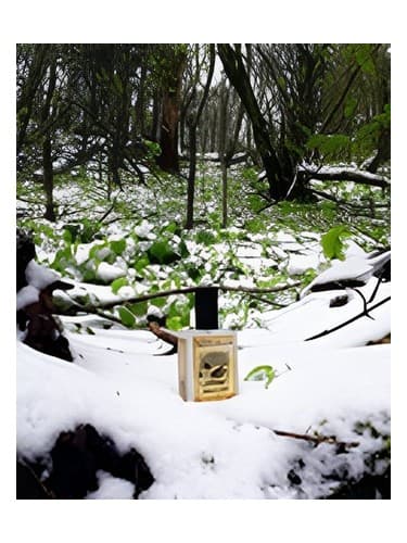 Snowmint Mallow - گل خطمی نعناع برفی
