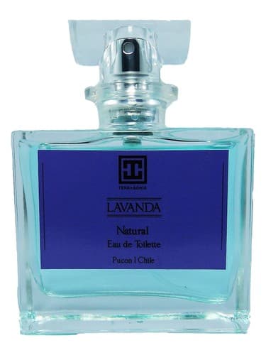 Lavanda - لاواندا