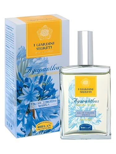 Agapanthus - آگاپانتوس