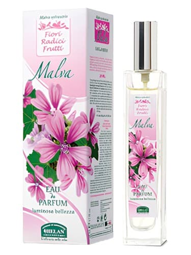 Malva - مالوا