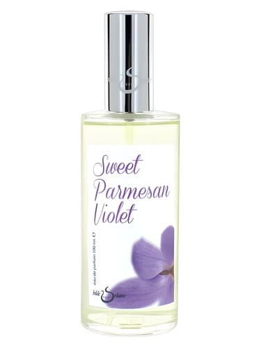 Sweet Parmesan Violet - بنفشه پارمزان سوییت