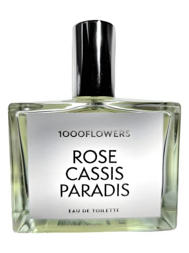 Rose Cassis Paradis - رز کاسیس پارادیس