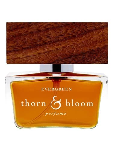 Evergreen - همیشه گرین