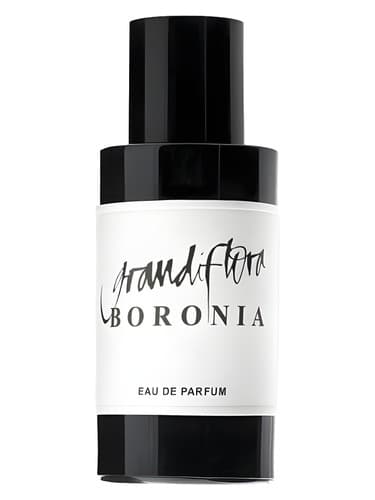 Boronia - بورونیا