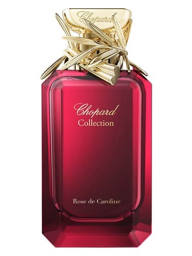 Rose de Caroline - رز د کارولین