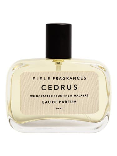 Cedrus - سدروس
