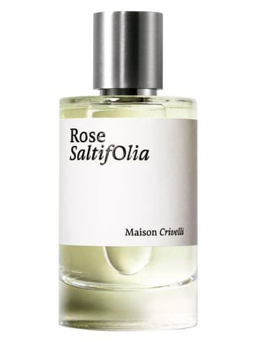 Rose SaltifOlia - رز سالتیفولیا