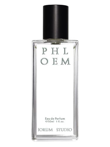 Phloem  