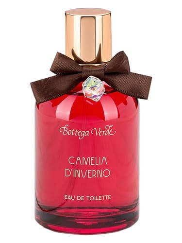Camelia d'Inverno