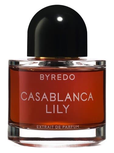 Casablanca Lily 2019