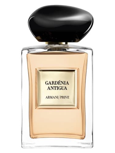 Gardénia Antigua