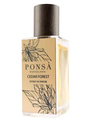 Cedar Forest - جنگل سدر