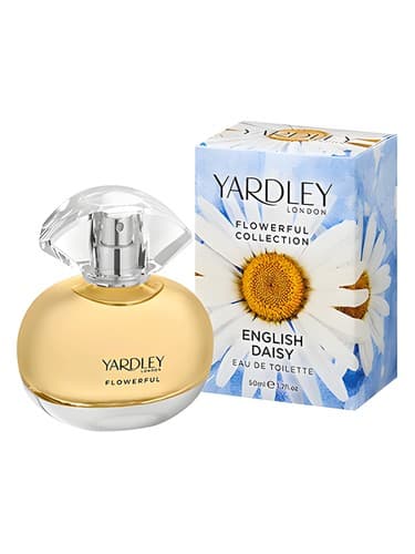 English Daisy - دیزی انگلیسی