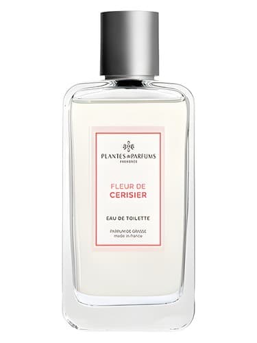 Fleur de Cerisier - فلور دو سریزیه