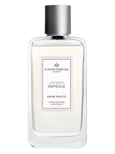 Lavande Espiègle 