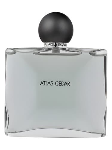 Collection Homme/Atlas Cedar