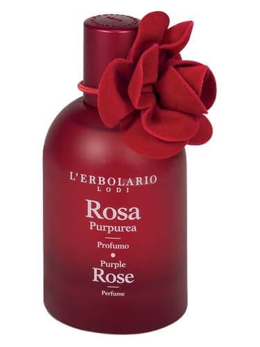 Purple Rose - Rosa Purpurea