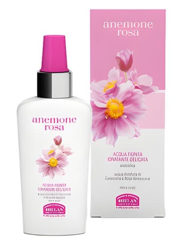 Anemone Rosa