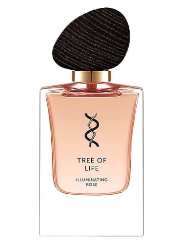 Illuminating Rose