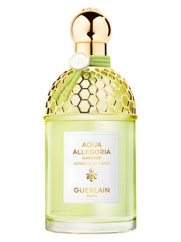 Nerolia Vetiver Harvest - برداشت وتیور نرولیا