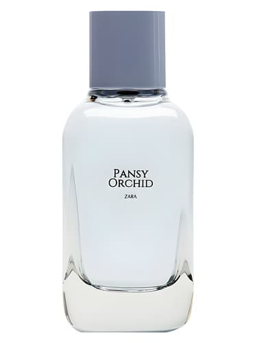 Pansy Orchid