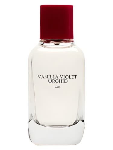 Vanilla Violet Orchid
